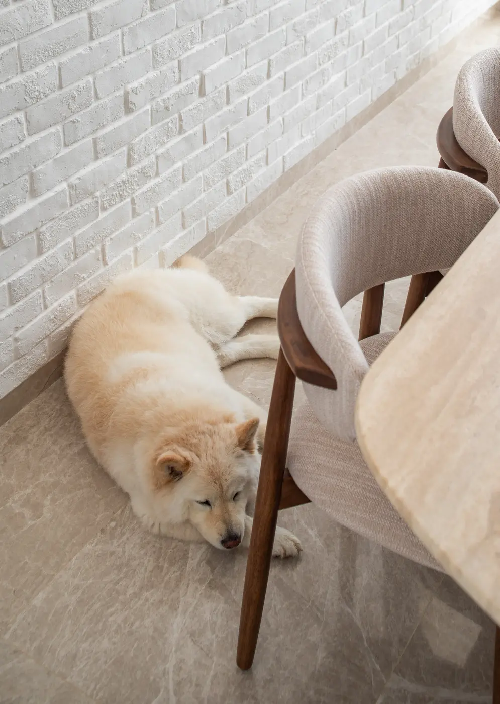Dog sleeping peacefully beneath the dining table